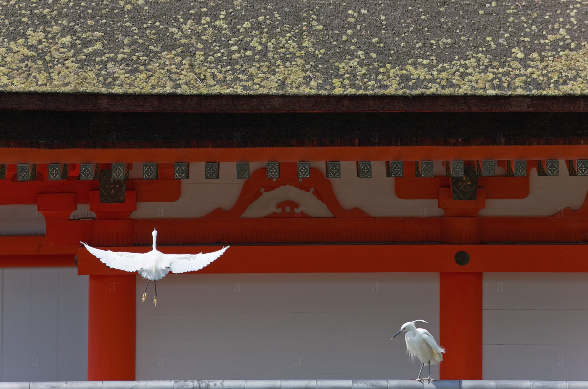 ベン・シモンズ &ldquo;白鷺　厳島神社&rdquo; Ben Simmons &ldquo;White Herons, Itsukushima Shrine&rdquo;